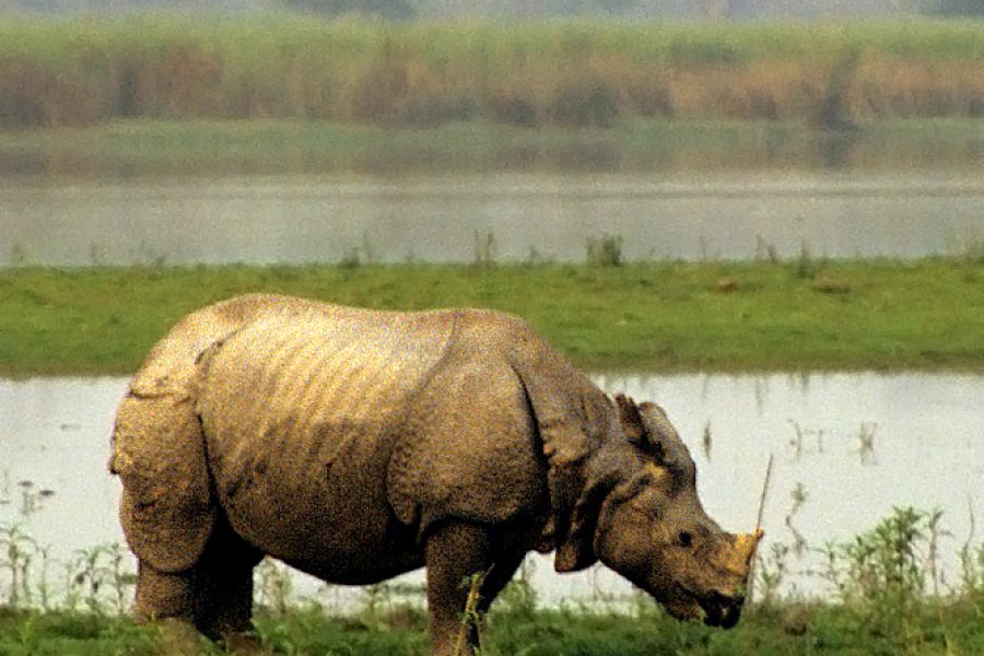 Meghalaya Backpacking with Kaziranga Fixed Departure 2024